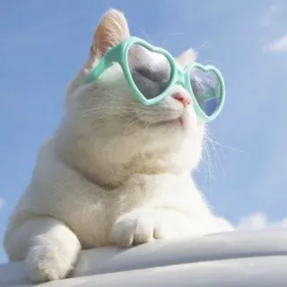 😂 105ad2ee kucing, kacamata hitam, hati, langit, imut, binatang telegram sticker