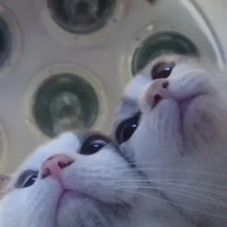 😂 1b8f5660 kucing, kucing, hewan, imut, hewan peliharaan, selfie telegram sticker