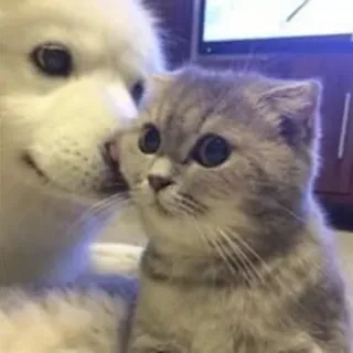 😂 2210dc3e kucing, anjing, imut, hewan, hewan peliharaan telegram sticker