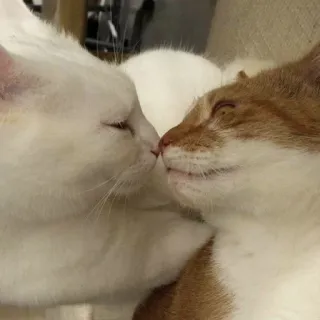 😂 4dc570fa kucing, berciuman, kasih sayang, hewan, peliharaan, domestik telegram sticker