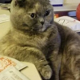 😂 4f0d9f59 kucing, hewan, lucu, peliharaan, binatang peliharaan telegram sticker