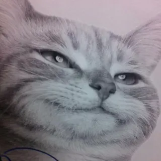 😂 5c574d63 kucing, hewan, peliharaan, meme, lucu telegram sticker