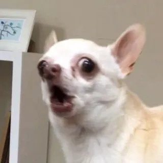😂 6c042664 anjing, chihuahua, berteriak, hewan, lucu telegram sticker