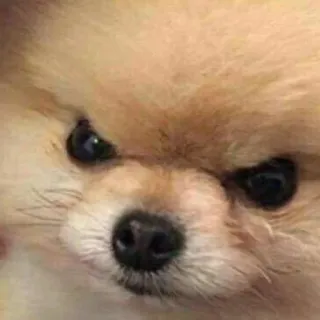 😂 91d35534 anjing, marah, pomeranian, lucu, hewan peliharaan telegram sticker