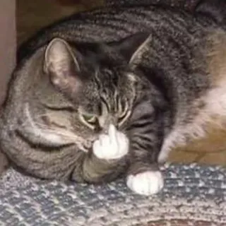 😂 974a81ea kucing, jari tengah, kasar, binatang, menyinggung telegram sticker