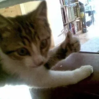 😂 af3db3ac kucing, jempol ke atas, hewan peliharaan, hewan telegram sticker