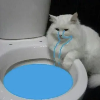 😂 caf72465 kucing, toilet, sedih, hewan, air, lucu telegram sticker