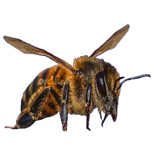 @STIKERFORALL ANIMALS EMOJI telegram stickers