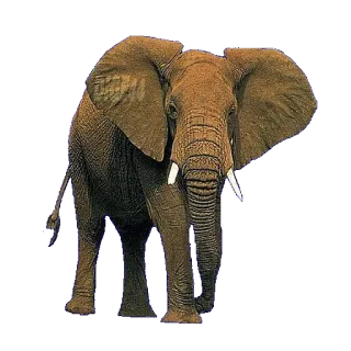 🐘 a2b3e7a8 코끼리, 동물, 야생 동물, 포유류, 엄니, 아프리카, 자연 whatsapp sticker