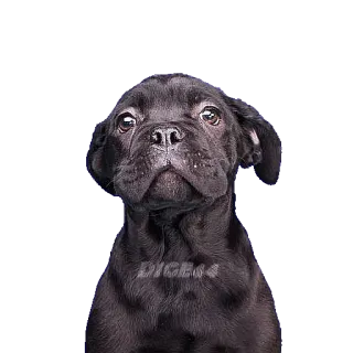 @STIKERFORALL ANIMALS EMOJI telegram stickers