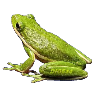 🐸 f9e13d43 DIGE44 개구리, 초록색, 동물, 양서류, 자연, 야생 동물 whatsapp sticker