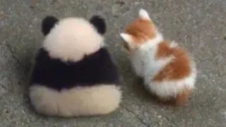 🌟 8c132452 Panda, Kätzchen, Katze, Stofftier, Tier, süß whatsapp sticker