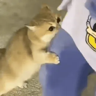 🐾 0ff53340 고양이, 새끼 고양이, 동물, 귀여운, 장난스러운, 애완 동물 telegram sticker