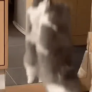 🐾 10caa5a7 고양이, 동물, 애완동물, 가축, 포유류 telegram sticker