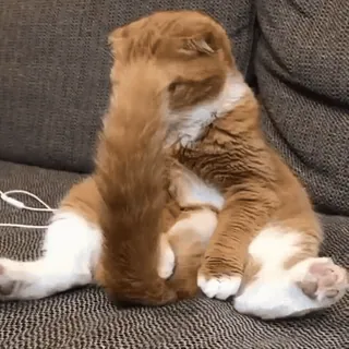 🐾 137e918a 고양이, 동물, 애완동물, 반려동물, 고양이과, 포유류 telegram sticker