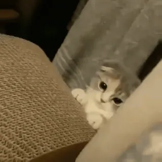 🍒 375c1f11 고양이, 새끼 고양이, 귀여운, 애완 동물, 동물, 스코티시 폴드 telegram sticker