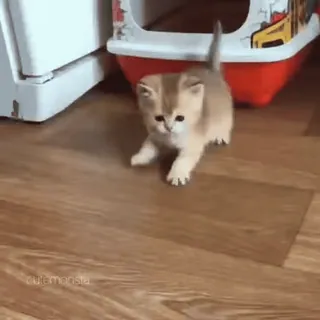 🐾 4caf2ad3 새끼 고양이, 고양이, 귀여운, 애완동물, 동물, 사랑스러운 telegram sticker