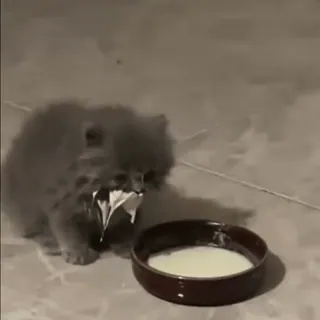 🐾 66e190e8 고양이, 우유, 동물, 새끼 고양이, 애완 동물, 귀여운 telegram sticker