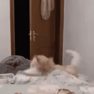 🐾 693b7415 고양이, 침대, 웃긴, 동물, 귀여운, 새끼고양이, 장난꾸러기 telegram sticker