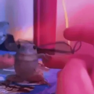 🐾 6dff75e4 개구리, 동물, 선글라스, 멋짐, 웃긴, 밈 telegram sticker