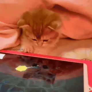 🐾 6e7009f6 새끼 고양이, 고양이, 귀여운, 동물, 애완 동물, 태블릿, 비디오 게임 telegram sticker