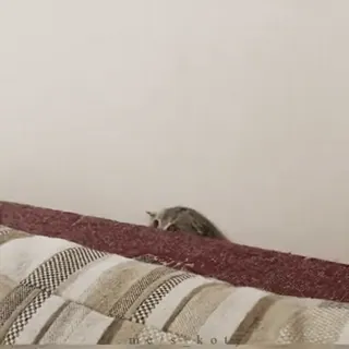 🍒 8a7c58c6 고양이, 동물, 귀여운, 새끼 고양이, 애완 동물, 졸린 telegram sticker