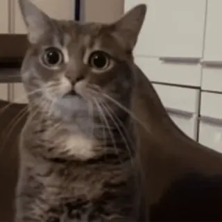 🍒 a39a59c8 고양이, 동물, 애완동물, 귀여운, 회색, 가정, 고양이과 telegram sticker