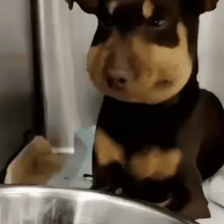 🐾 a4cbeab9 개, 강아지, 동물, 애완 동물, 귀여운, 웃긴, 반려동물, 갈색 telegram sticker