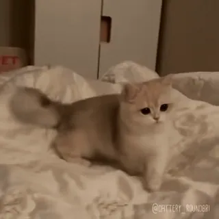 🐾 a9d04f91 @CATTERY_ROUNDBRI 고양이, 새끼 고양이, 애완동물, 동물, 귀여운, 집고양이 telegram sticker