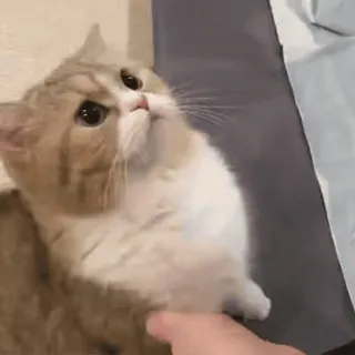 🐾 b142eb07 고양이, 애완동물, 동물, 귀여운, 반려동물, 포유류, 고양이과 telegram sticker