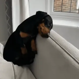 🐾 c10023dd 개, 강아지, 귀여운, 동물, 애완동물, 닥스훈트 telegram sticker