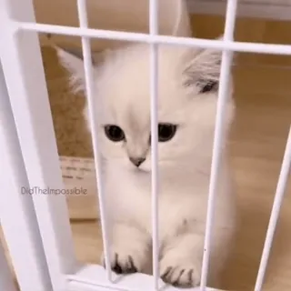🐾 de980d90 DidTheImpossible 고양이, 새끼 고양이, 흰 고양이, 귀여운, 동물, 케이지 telegram sticker