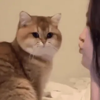 🐾 eca06f52 고양이, 동물, 애완동물, 집고양이, 고양이과, 새끼 고양이 telegram sticker