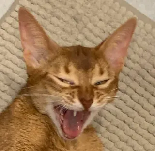 🥴 052499df 猫, あくび, ペット, 動物, 飼い猫 telegram sticker