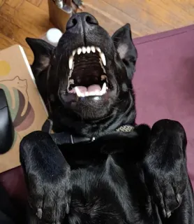 Классные животные @stickroom telegram stickers