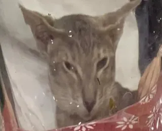 🥴 0b830d60 猫, 動物, ペット, ペット telegram sticker