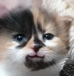 🙂 0f4c0784 猫, 子猫, 三毛猫, 可愛い, 動物, ペット telegram sticker