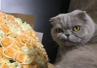 😕 1425e697 猫, 花, ブーケ, ペット, 動物, かわいい telegram sticker