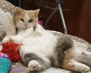 😊 1562c6bc 猫, ペット, 動物, 飼い猫, ネコ科, 子猫 telegram sticker