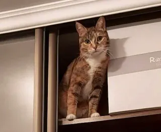 ❓ 206cb7df 猫, ペット, 動物, ネコ科, イエネコ, トラ猫 telegram sticker