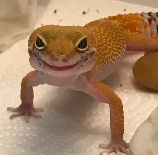 Классные животные @stickroom telegram stickers