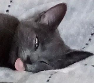 🤪 30f9bf00 猫, グレー猫, 動物, ペット, 舌 telegram sticker