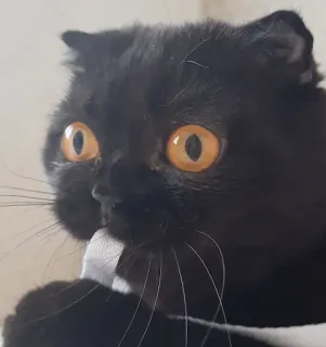 🤤 31c7b134 猫, 黒猫, ペット, 動物, 飼い猫, 面白い, 可愛い telegram sticker