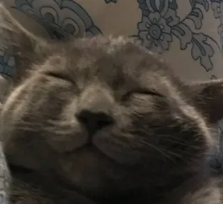 ☺️ 3a3ee138 猫, グレー猫, ペット, 動物, 飼い猫, ネコ科 telegram sticker