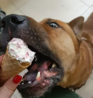 🍦 3d5577fc 犬, アイスクリーム, コーン, 食べ物, ペット, 動物 telegram sticker