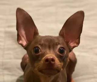 Классные животные @stickroom telegram stickers