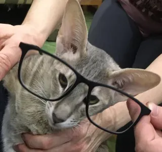 🤓 4d6d3b56 猫, 眼鏡, ペット, 動物, 読書, ユーモア telegram sticker