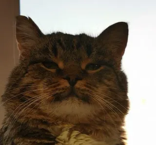 ☺️ 5eeec521 猫, 動物, ペット, 飼い猫, 哺乳類, ネコ科 telegram sticker