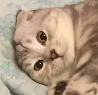 ☹️ 61a77bdb 猫, ペット, 動物, かわいい telegram sticker