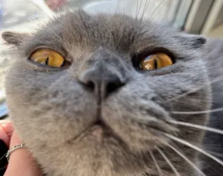 😳 69c91607 猫, 動物, ペット, グレー猫, 可愛い, 飼い猫, スコティッシュフォールド telegram sticker